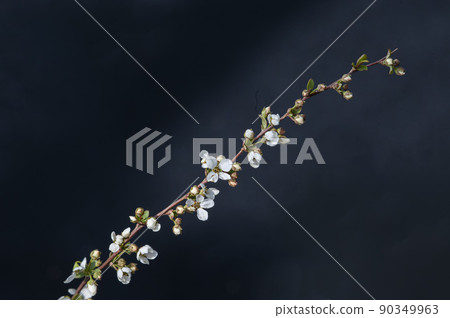 雪花白花 雪花白花 90349963