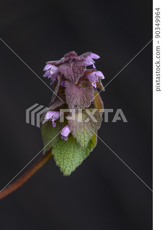 Himeokorisou 花 90349964