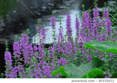 盂蘭盆節的佛壇花 盂蘭盆節的佛壇花 90350012