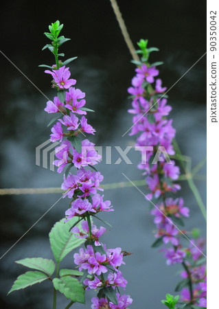 Flowers for Buddhist altars in Obon Flowers for Buddhist altars in Obon 90350042