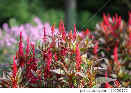 Burning flame flower 90350172