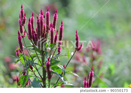 Burning flame flower 90350173