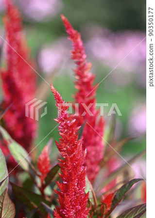 燃燒的火焰花 90350177