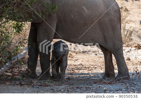 Desert elephant with its feeding calf Desert elephant with its feeding calf 90350538