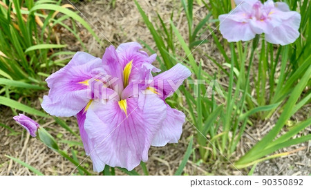 盛開的菖蒲【東公園菖蒲花園/愛知縣岡崎市】 盛開的菖蒲【東公園菖蒲花園/愛知縣岡崎市】 90350892