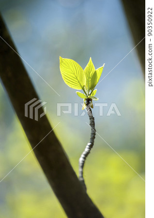 Young leaves of cornus bathing in early summer days 90350922