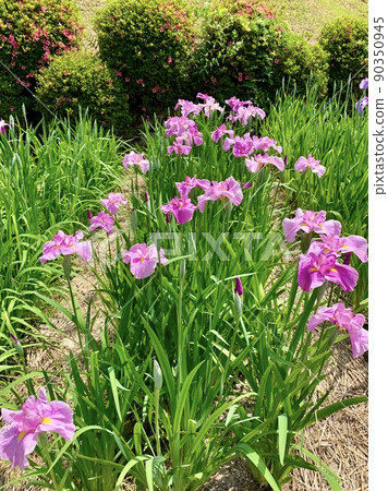 花菖蒲[東園花菖蒲園/愛知縣岡崎市] 90350945