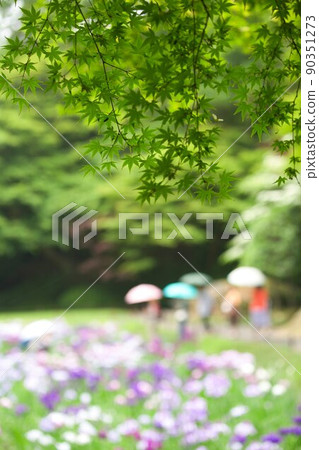 Hydrangea of Kamakura Akitsukinin 90351273