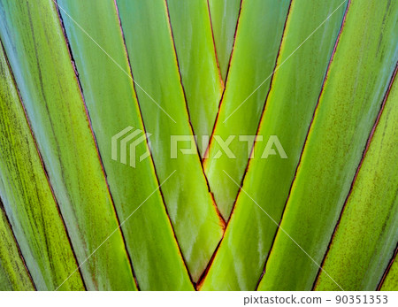 Texture on body of traveler's palm, Ravenala banana Texture on body of traveler's palm, Ravenala banana 90351353