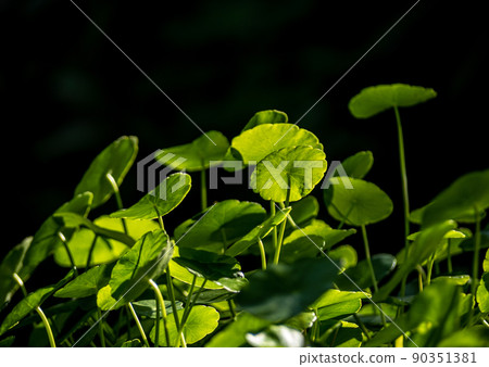 Leaves of Water Pennywort as the green background Leaves of Water Pennywort as the green background 90351381