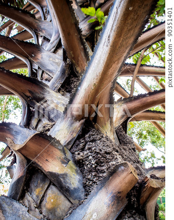 termites anthill on the sugar palm trunk termites anthill on the sugar palm trunk 90351401