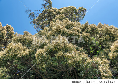 栲紅豆杉 90351438