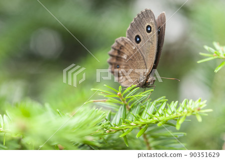 Satyrs perching on the leaves of a fir tree Satyrs perching on the leaves of a fir tree 90351629