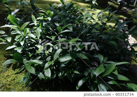 布徹的掃帚 布徹的掃帚 90351734