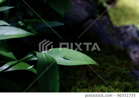 布徹的掃帚 90351735