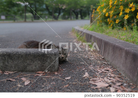 一隻可怕的偷窺貓 一隻可怕的偷窺貓 90352519