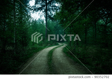 Walkway Lane Path With Green Trees in a foggy Forest. Beautiful Alley In Park. Pathway Way Through 90352702