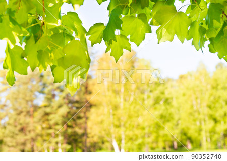 Green maple leaves in sunny forest 90352740