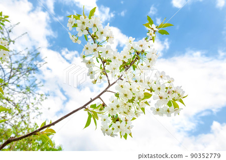 White flowers cherry with blue sky 90352779
