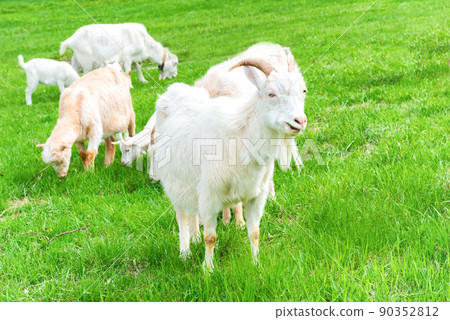 White goat with kid on green grass White goat with kid on green grass 90352812