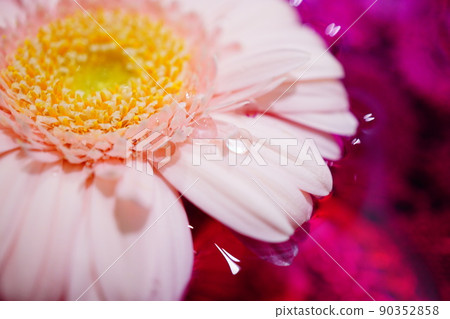 Close-up of gerbera floating on the surface of the water 90352858
