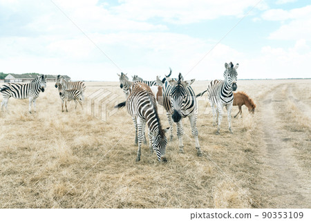 Zebras walk in the wild Zebras walk in the wild 90353109