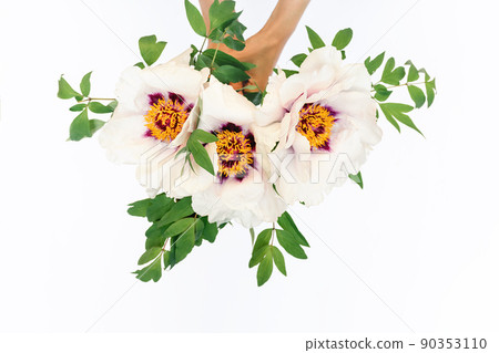 Peony flower in female hands 90353110