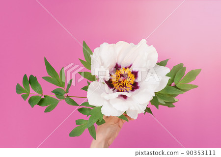 Peony flower in female hands Peony flower in female hands 90353111