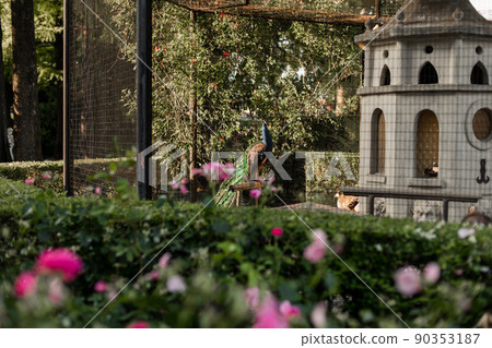 beautiful peacock bird in a zoo cage in the garden 90353187