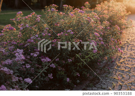beautiful bushes of pink flowers in the garden of the park beautiful bushes of pink flowers in the garden of the park 90353188