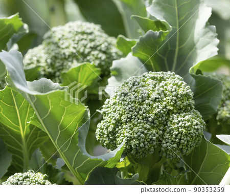 broccoli broccoli 90353259