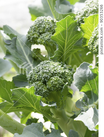 西蘭花 西蘭花 90353266