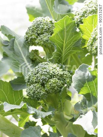 西蘭花 西蘭花 90353267