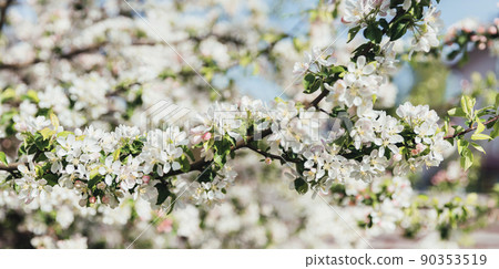 White blooming apple tree branches in spring, panorama White blooming apple tree branches in spring, panorama 90353519