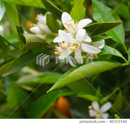 Valencian orange and orange blossoms. Spain. Spring harvest Valencian orange and orange blossoms. Spain. Spring harvest 90353540