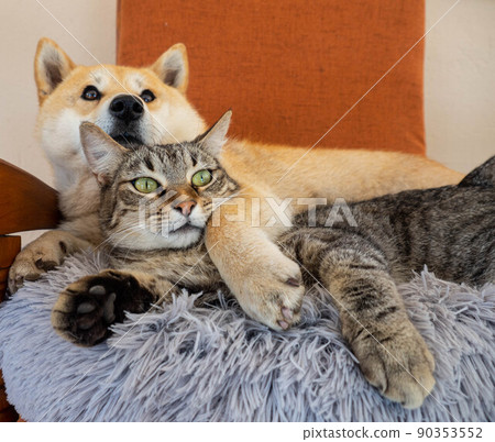 Shiba Inu puppy and his friend striped kitten 90353552