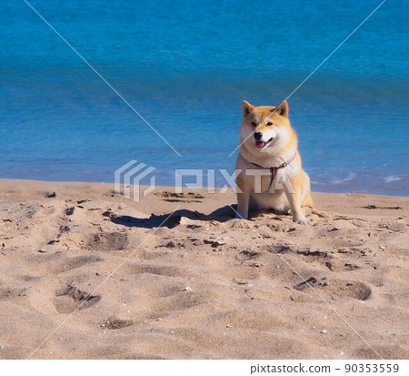 Shiba Inu puppy looks like a little fox Shiba Inu puppy looks like a little fox 90353559