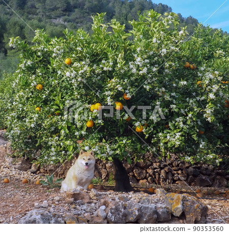 Shiba Inu puppy looks like a little fox Shiba Inu puppy looks like a little fox 90353560