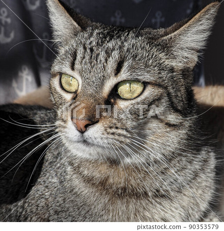 The face of a smart tabby cat 90353579