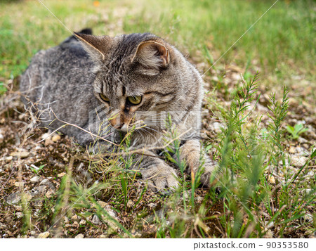 The face of a smart tabby cat 90353580