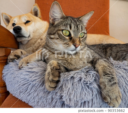 Shiba Inu puppy and his friend striped kitten 90353662