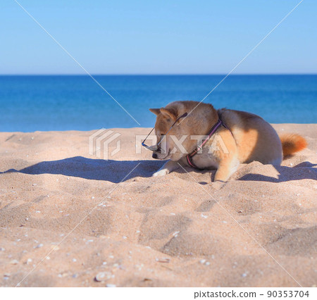 Shiba Inu puppy looks like a little fox 90353704