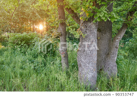 Morning sunlight in green park 90353747