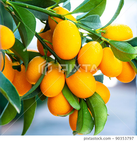A handful of kumquats on a tree branch A handful of kumquats on a tree branch 90353797