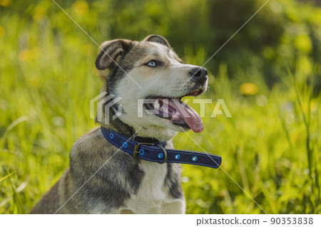 portrait of a dog sitting in the grass 90353838