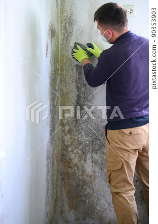 The man uses a spatula to remove mold and fungus on the wall. The man uses a spatula to remove mold and fungus on the wall. 90353903