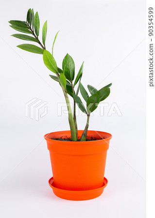 beautiful plant palm tree with orange flowerpot on white background beautiful plant palm tree with orange flowerpot on white background 90354599