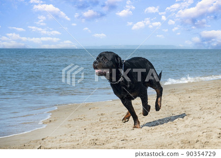 running rottweiler running rottweiler 90354729