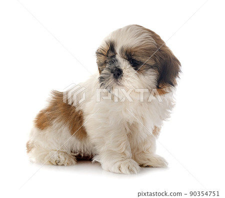 puppy Shih Tzu in studio 90354751