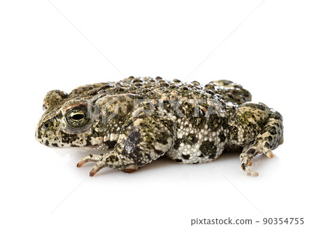 Natterjack toad in studio Natterjack toad in studio 90354755